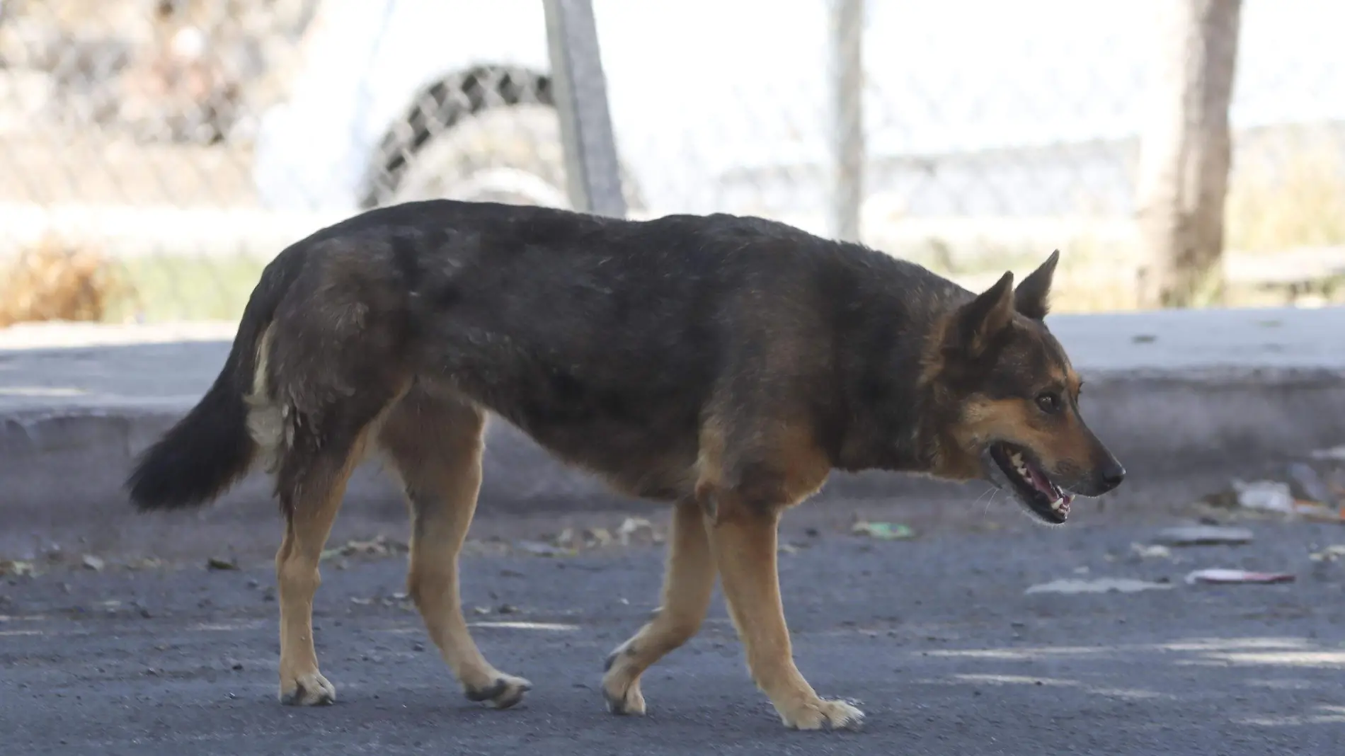 PERROS FERALES